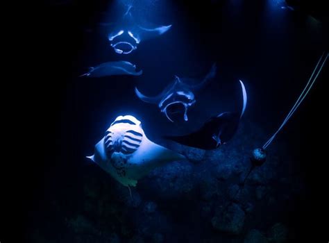 Diving into the Depths: Exploring Manta Majic Kona's Underwater Wonders